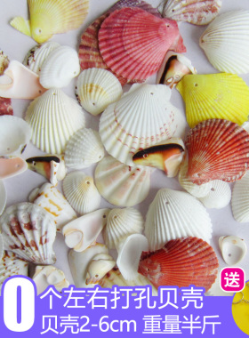 天然海螺手工打孔彩色贝壳diy
