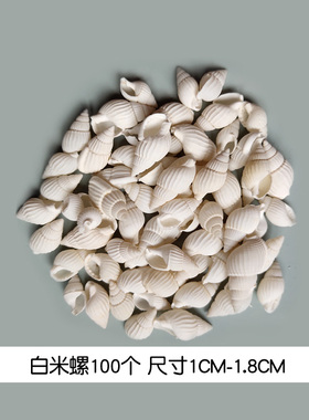 天然海螺贝壳海币小贝壳diy材料鱼缸造景地台摆件装饰特色礼品