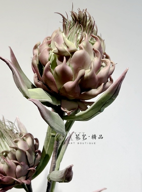 小众花艺素材仿真蓟花单只
