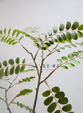 新中式仿真绿植枝条槐花树叶轻盈飘逸室内装饰摆件大树绿叶植物