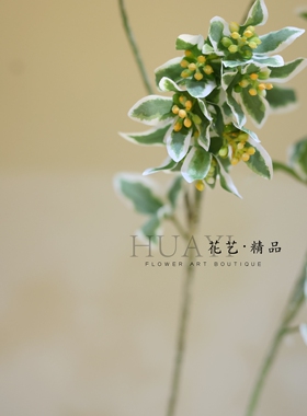 仿真高山草白边叶银叶菊草假花高枝手捧花配叶渐变色白绿叶材