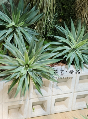 手感保湿龙舌兰高品质多肉植物绿植装饰造景植物