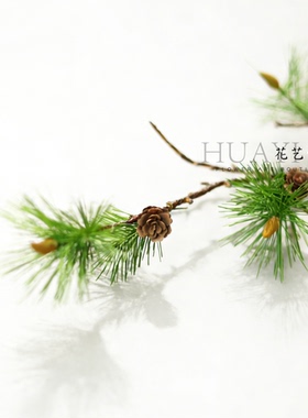 仿真松针花艺松枝日式金松落叶带果落日松插花配材线条垂感枝条