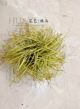 乱草仿真绿植枯草水草菖蒲装饰植物盆栽家居摆件治愈系草原布置