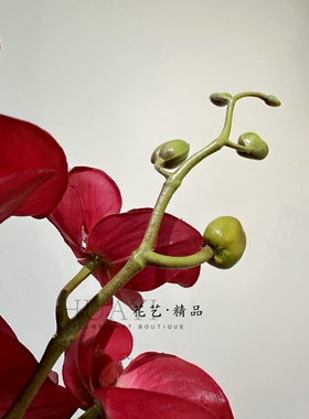 花艺精品仿真花蝴蝶兰单只