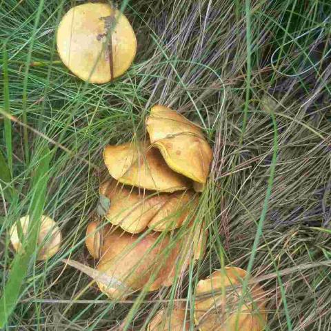 泰山特产野生松蘑龙庭山莪子松菇粘蛾子松蛾菌菇干货炖鸡蘑菇新鲜,淘宝优惠券,粉丝福利购,淘宝优惠卷