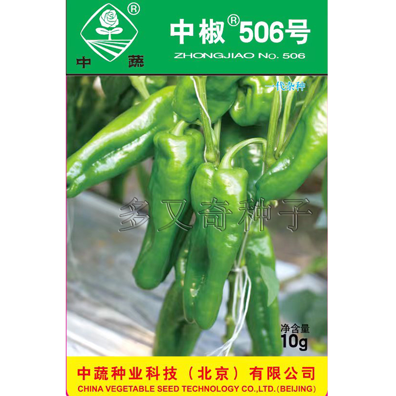 中椒506号辣椒种子 春播粗皱皮牛角椒种子微辣丰产蔬菜种子农科院