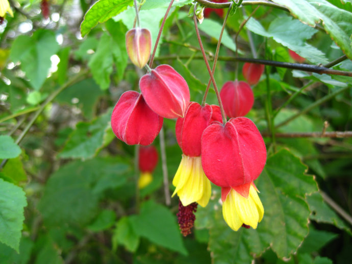 藤本花卉蔓性悬风铃花红灯笼花盆栽藤蔓植物庭院阳台爬藤植物盆栽-图1