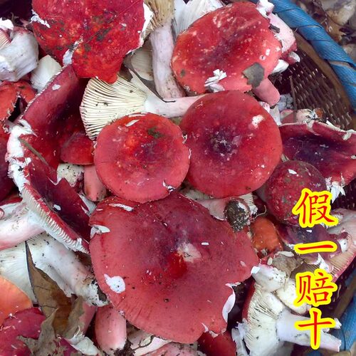 红菇纯野生香菇干货福建三明红椎菌500g武夷山月子红姑正宗红蘑菇 - 图1
