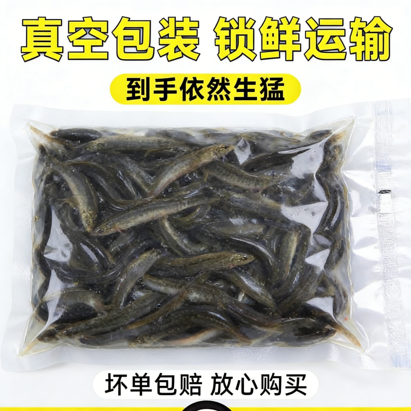 泥鳅苗鲜活喂养宠物钓鱼龙鱼活饵乌龟饲料泥鳅养殖淡水观赏鱼垂钓,淘宝优惠券,粉丝福利购,淘宝优惠卷