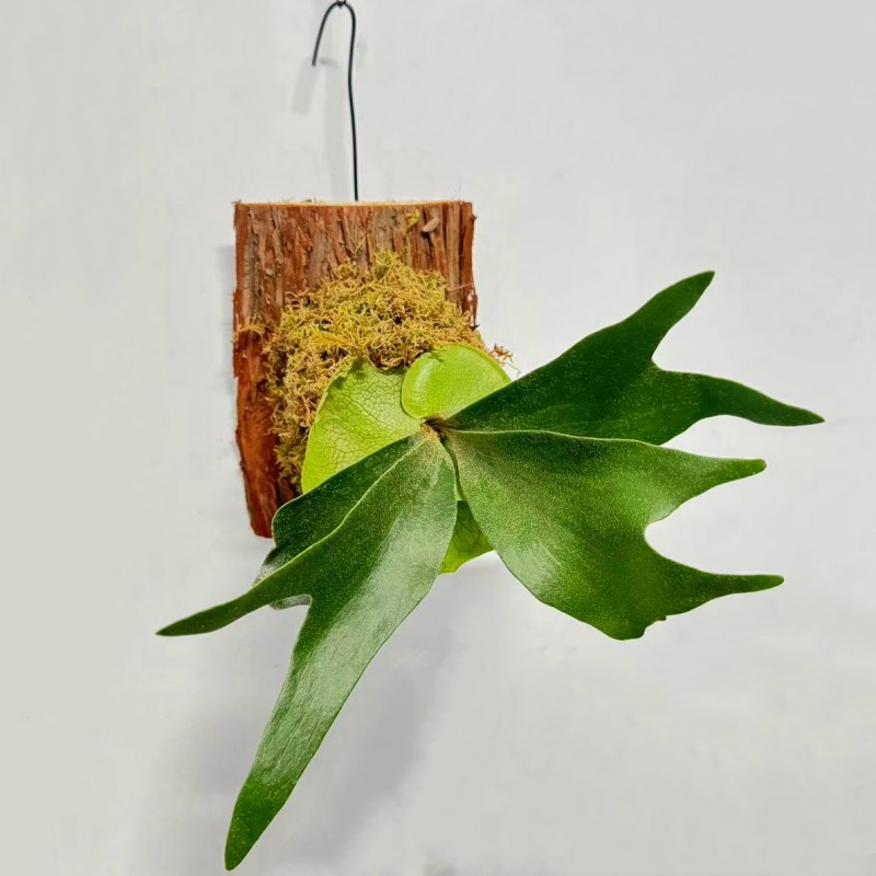二岐鹿角蕨白锦鸟巢蕨种板发货挂墙绿植苔藓蕨类植物盆栽水培垂吊 - 图0