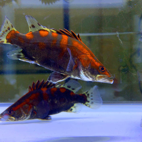红纹鳜鱼苗翘嘴红纹桂鱼已发色淡水原生观赏鱼桂鱼肉食性凶猛鱼类 - 图0