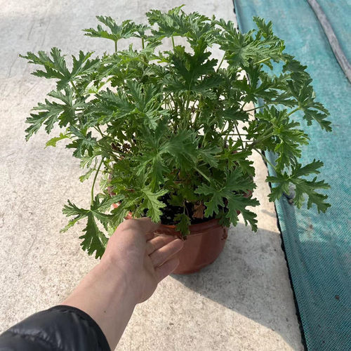 驱蚊草盆栽除虫菊柠檬香草植物驱虫净化空气香叶天竺葵包邮-图1