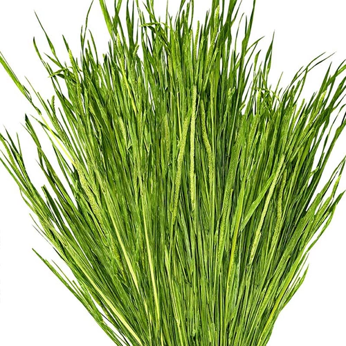 Бесплатная доставка Cao Ti Moses Moses, кролик -кролика Totoro Totoro Голландский свиной храм Пирус и трава 250 грамм