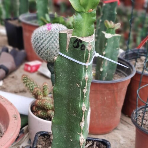 红心火龙果苗盆栽树苗蟹爪兰嫁接砧木三角柱红心火龙果正品 - 图0