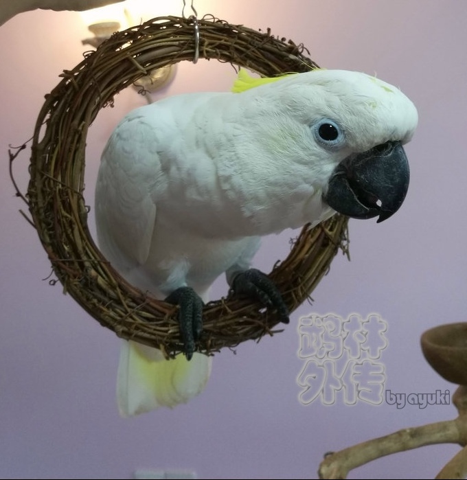 Bite and relieve boredom forest legend educational parrot toys