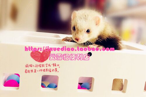 满68包邮 宠物雪貂海洋球池欢乐箱玩具箱多孔可钻多功能户外吊床 - 图0