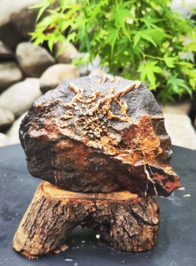 天然菊花石原石摆件奇石原生态自然矿物收藏送礼家居办公室装饰