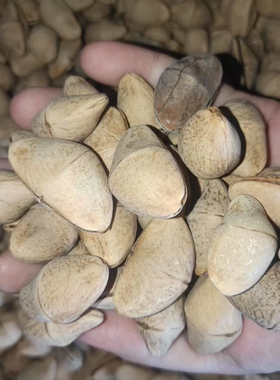 印尼黑果壳风铃自制排创意装饰品