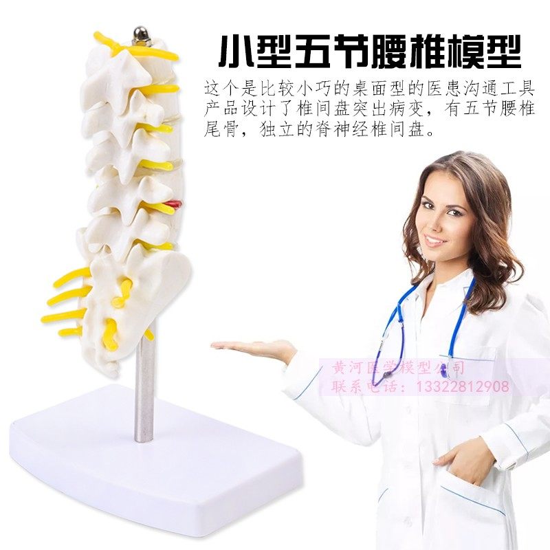 自然大人体五节腰椎模型 腰椎间盘 骨骼骨盆模型教学32CM高 包邮 - 图0