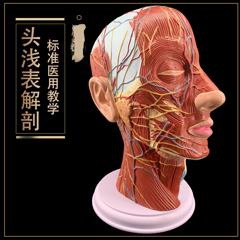 大注目】 人体頭部断面模型 低価格で大人気の 世紀フランス貴族の城で