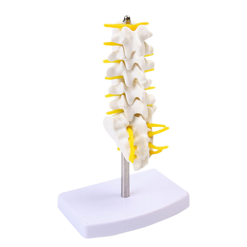自然大人体五节腰椎模型 腰椎间盘 骨骼骨盆模型教学32CM高 包邮 - 图3
