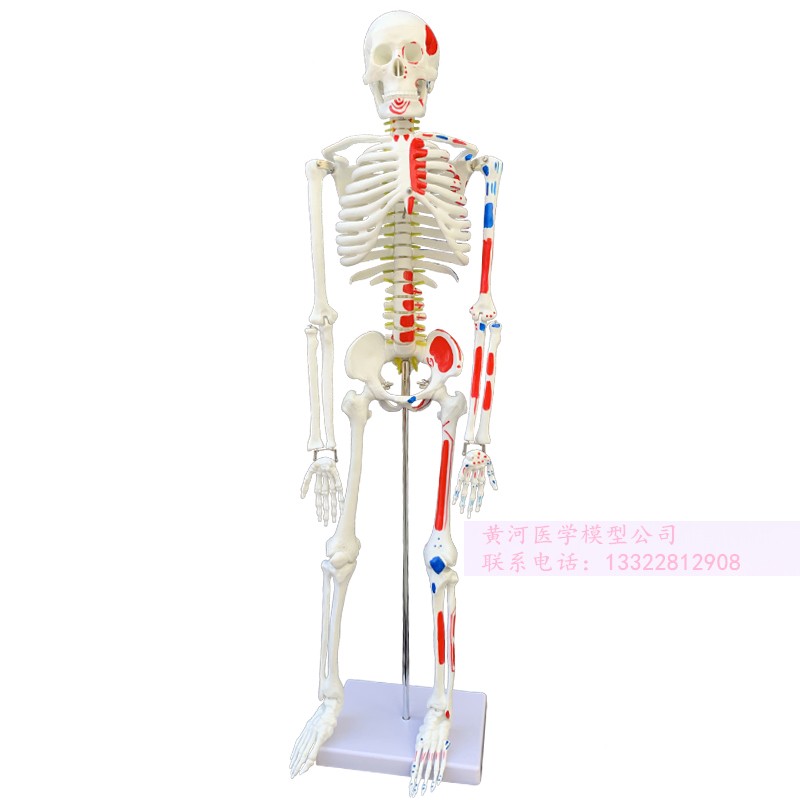 45 85 170cm人体骨骼模型骨架人体模型成人小白骷髅教学脊椎全身-图3
