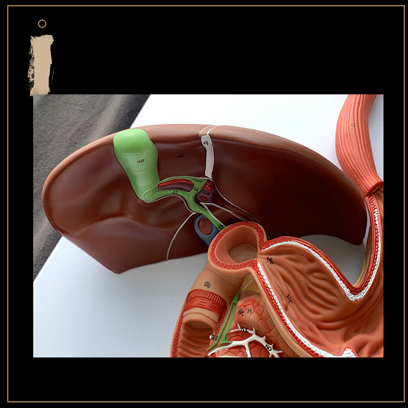 人体消化系统器官解剖模型鼻咽喉心肝肺肾脏大肠医院学校教学模型 - 图2