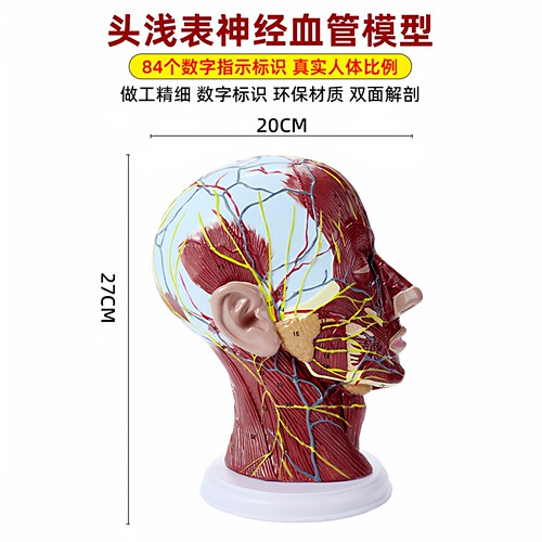头部矢状断层解剖 头颈部解剖 耳鼻喉科模型 大脑模型头浅表模型 - 图0