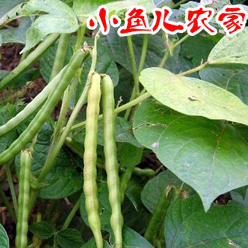 农家自产级红小豆 红芸豆 红豆粥红新货小豆自产500g红小豆 - 图0