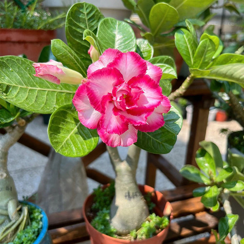沙漠玫瑰盆栽重瓣花卉绿植带花苞多肉植物老桩室内常年开花苗好养 - 图2