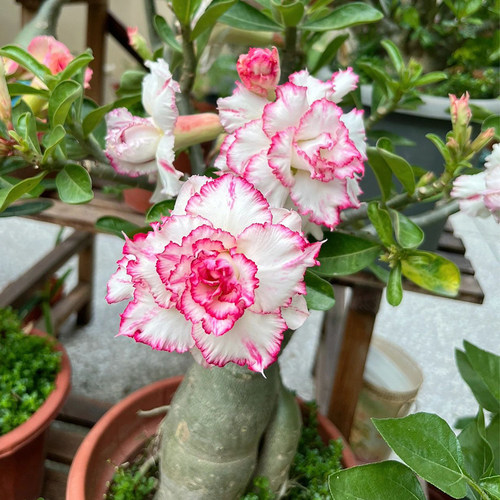 沙漠玫瑰盆栽重瓣花卉绿植带花苞多肉植物老桩室内常年开花苗好养 - 图1