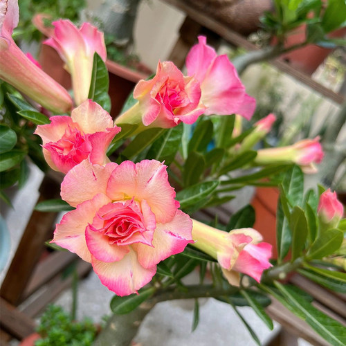 沙漠玫瑰盆栽重瓣花卉绿植带花苞多肉植物老桩室内常年开花苗好养 - 图0