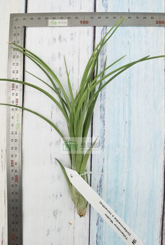展示 空气凤梨 热带 Tillandsia 'Mudlo' 花中花x精灵 - 图1