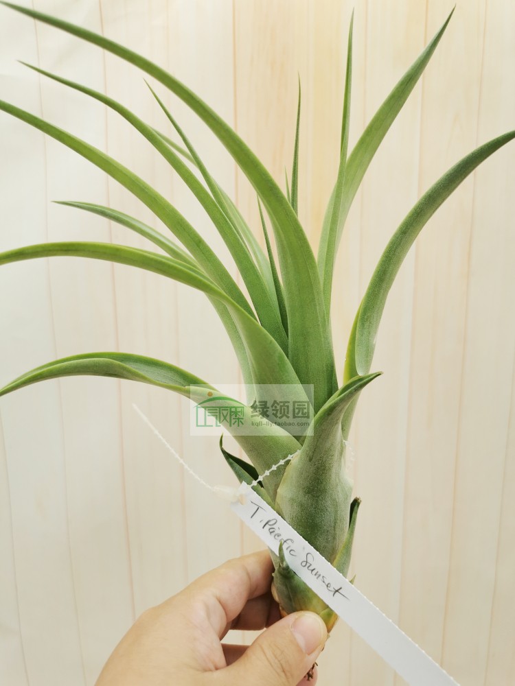 展T.Pacific Sunset(T.rothii x capitata 'Rubra')柔婷X卡比全红 - 图0