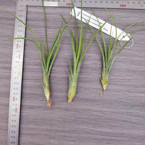 展示 空凤  热带 Tillandsia 'Chiquininga' 费西巨精灵 '擎天' - 图1