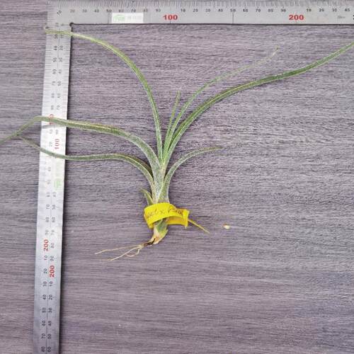 空气凤梨室内无土栽培 T. Caput x Pseudobaileyi 女王头×大天堂 - 图0