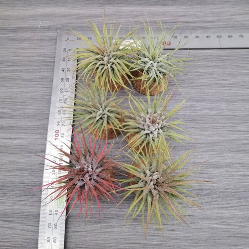 鸟岩 Tillandsia ionantha v.stricta Mexico粗壮的束花精灵 - 图0