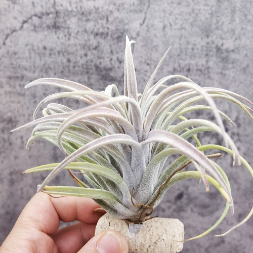 空气凤梨植物室内装饰无土热带品种 Silver Trinket 香槟精灵 - 图0