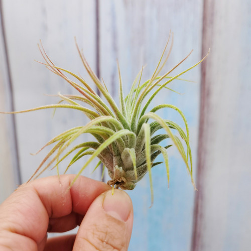 空气凤梨 Tillandsia ionantha maxima 'Huamelula'华美路拉 侧芽 - 图0