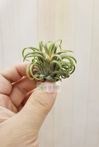 展示 空气凤梨 Tillandsia Ionantha‘Ron’龙精灵 - 图0