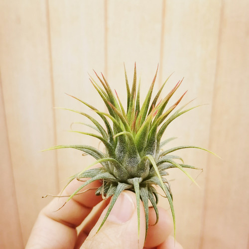 鸟岩 Tillandsia ionantha v.stricta Mexico粗壮的束花精灵 - 图2