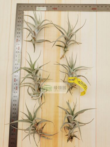 展示 空气凤梨 Tillandsia Albida 阿比达 - 图1