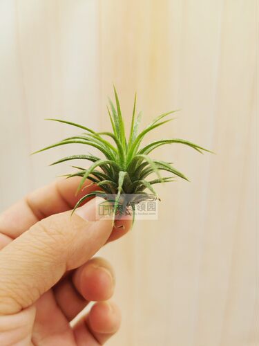 展示 空气凤梨 Tillandsia Ionantha Rubra 全红精灵 - 图1