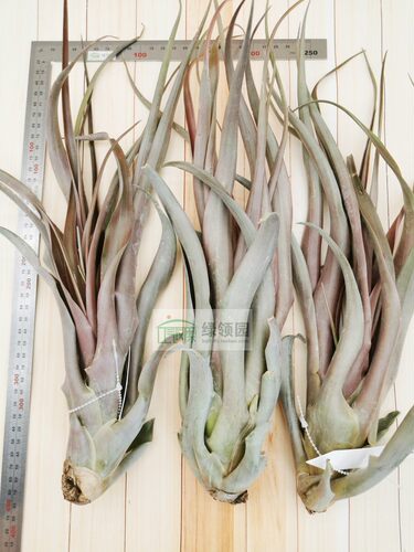 展示 空气凤梨 热带 Tillandsia capitata 'Marron'卡比塔塔'马龙 - 图1