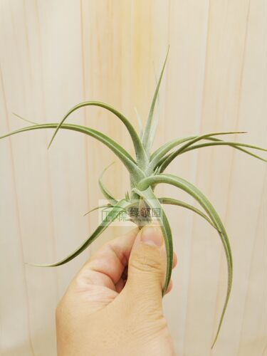 展示 空气凤梨 Tillandsia X Inca Gold 印加黄金 - 图0