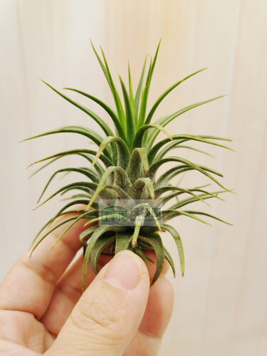 展示 空气凤梨 Tillandsia Ionantha Rubra 全红精灵 - 图0