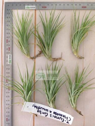 展示 空气凤梨 Tillandsia Curious Combo (flexuosa X ionantha) - 图0