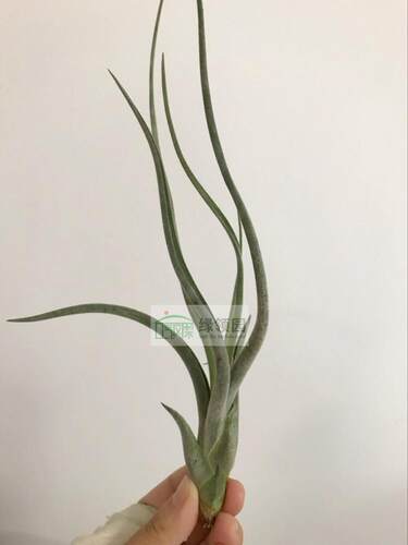 空气凤梨室内无土栽培 T. Caput x Pseudobaileyi 女王头×大天堂 - 图1