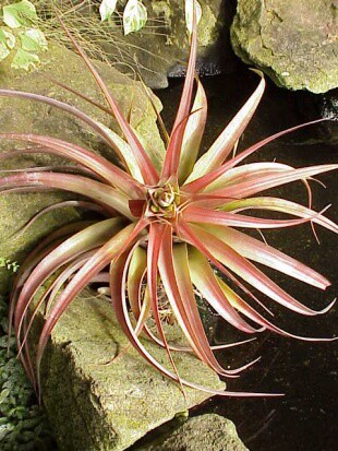 展示 空气凤梨 Tillandsia Kruseana (大号） - 图2